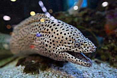 T2将在未来三年推出8款重制＆复刻＆移植作品